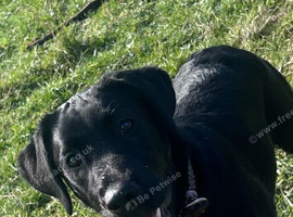 Labrador pups for sale