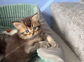 * Beautiful Scottish Straight Kittens for Sale