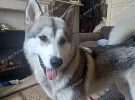 Sable siberian husky