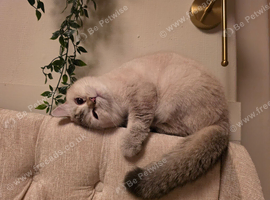 British short haired female 16 months old