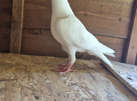 Pigeons