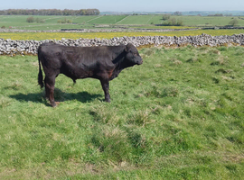 Private Sale of a Young Bull Calf AA x BB (approximately 10 Months)