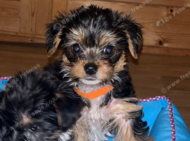 Yorkshire terrier puppies