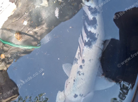 Lovely koi thats got a hint of red whith back across its spine
