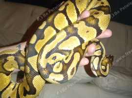 2 female royal pythons