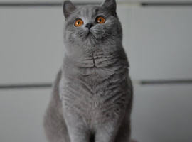 GCCF reg kittens