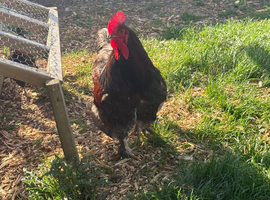 Lovely cockerel looking for his new home.