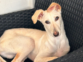 Saluki whippet greyhound!
