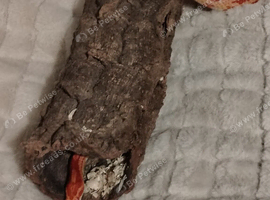 Adult corn snake