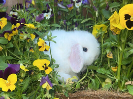 Mini lop babies