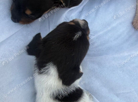 Beautiful Puppies Looking for Their Forever Homes