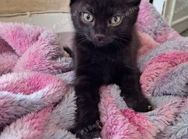 Female Black kittens looking for a forever home in Stoke-On-Trent
