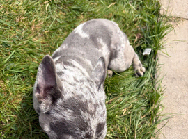 Female French bull dog