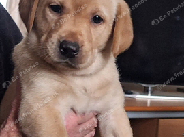 Fully Health Tested Labrador Pups
