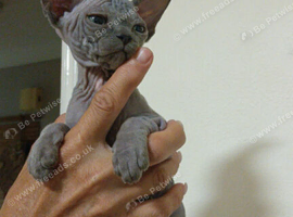 canadian sphynx