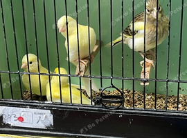 4 Young Fife Canaries
