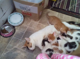 Lovely kittens