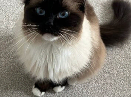 Male seal point ragdoll for sale