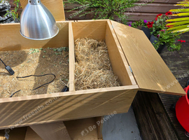 Tortoise table with bulb holder with shade