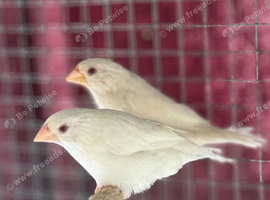 Bengali Finches
