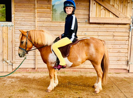 Daisy- A lovely Standard Shetland