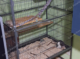 Rat and cage for sale