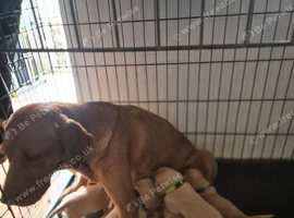 Fox red labrador puppies