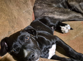 Cane corso x American bulldog puppy