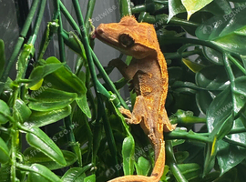 Crested gecko 5g