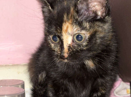 Kitten for sale