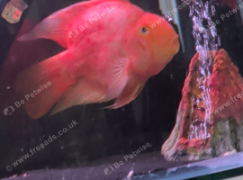 2x kk parrots