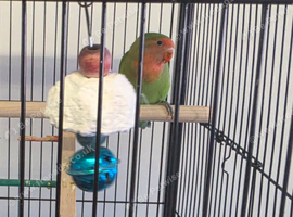 Love bird