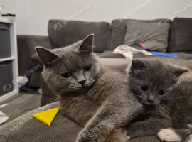 Female kitten