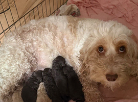 Cockapoo puppies for sale