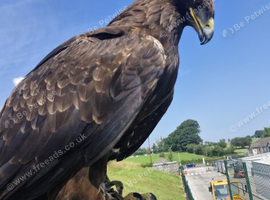 Female Goldie X Steppe Eagle For Sale