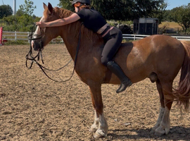 15.1hh amazing cob gelding