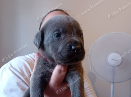Blue Cane Corso puppies