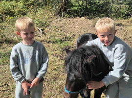 Registered  licence  shetland  stallion