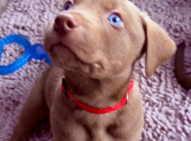 Siberian Shepsky x Weimaraner Puppies