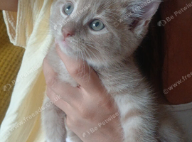Male ginger kittens