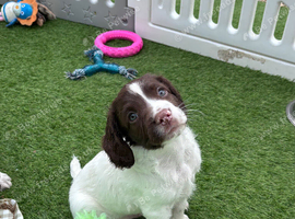Springer spaniel liver & white puppy&rsquo;s