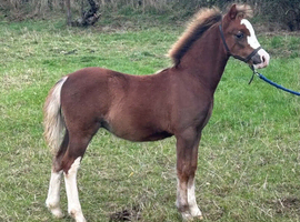 Lovely chestnut colt foal
