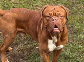 Lovely nearly 3 year old boy
