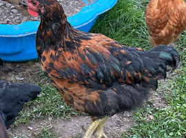 Maran X Rooster