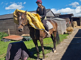 Super easy laid back gelding