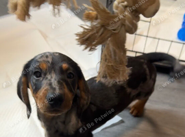 Male Miniature Dachshund