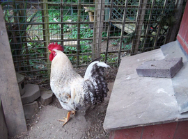 Lovely Young Cock Chicken