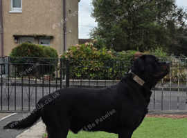 Rottweiler -  For stud.