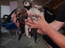 Baby ferrets
