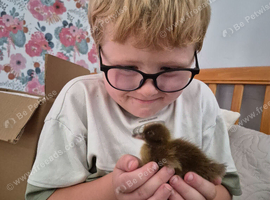 Khaki Campbell Ducklings & Complete Starter Setup